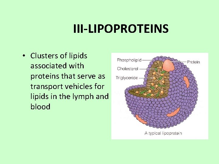 III-LIPOPROTEINS • Clusters of lipids associated with proteins that serve as transport vehicles for