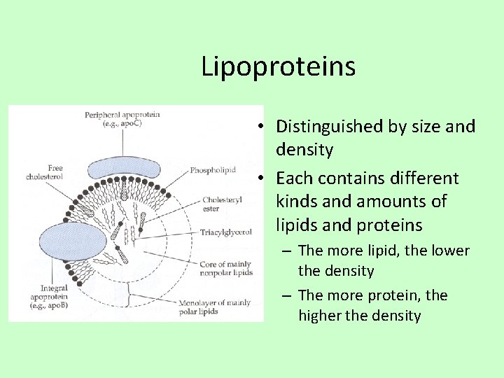 Lipoproteins • Distinguished by size and density • Each contains different kinds and amounts