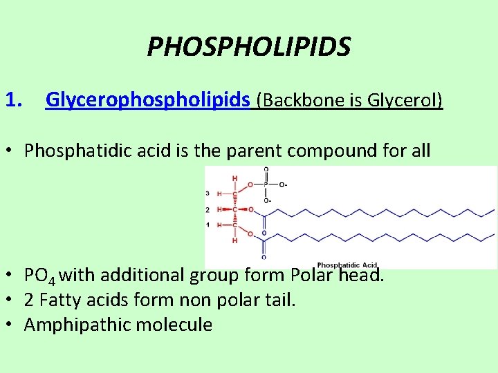 PHOSPHOLIPIDS 1. Glycerophospholipids (Backbone is Glycerol) • Phosphatidic acid is the parent compound for