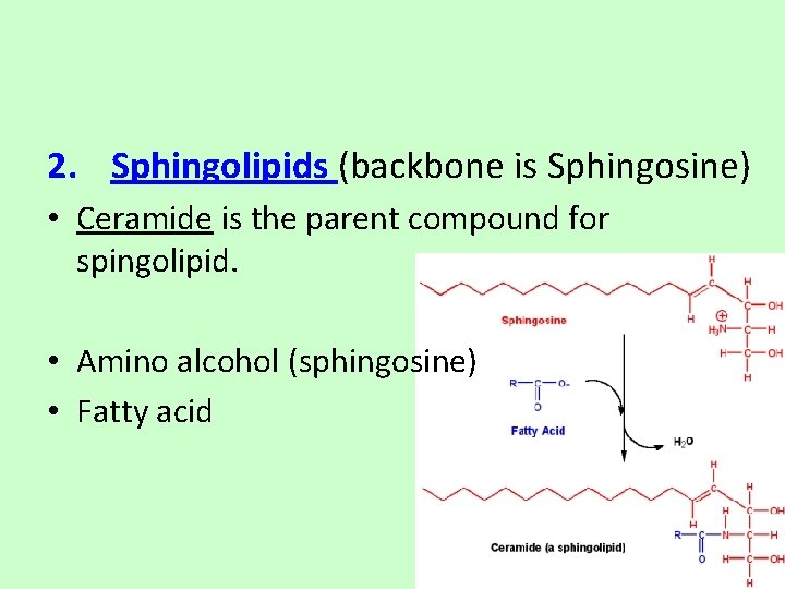 2. Sphingolipids (backbone is Sphingosine) • Ceramide is the parent compound for spingolipid. •