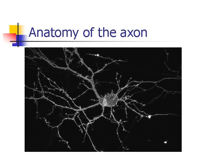 Anatomy of the axon 