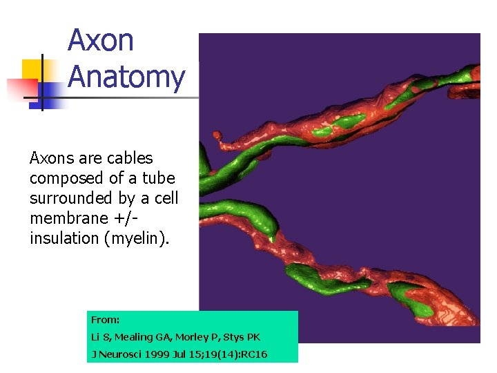 Axon Anatomy Axons are cables composed of a tube surrounded by a cell membrane