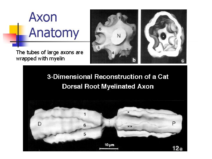 Axon Anatomy The tubes of large axons are wrapped with myelin 