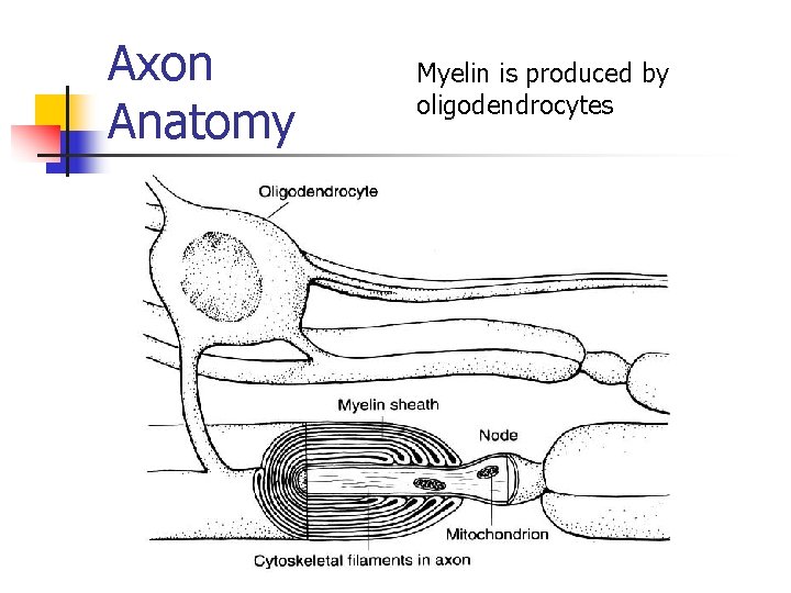 Axon Anatomy Myelin is produced by oligodendrocytes 