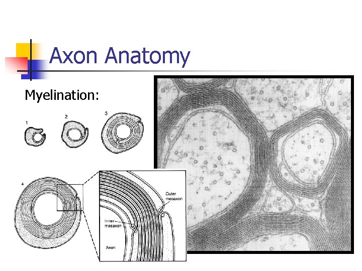 Axon Anatomy Myelination: 