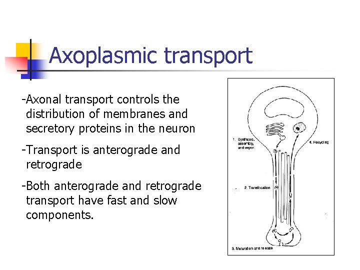 Axoplasmic transport -Axonal transport controls the distribution of membranes and secretory proteins in the