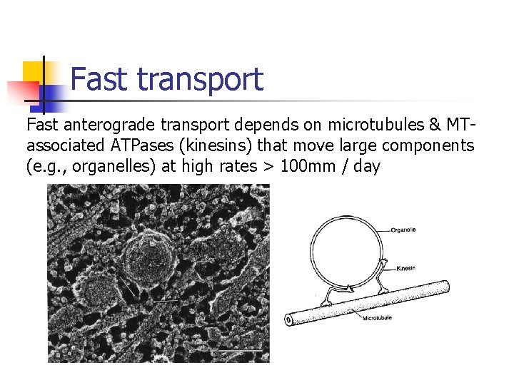 Fast transport Fast anterograde transport depends on microtubules & MTassociated ATPases (kinesins) that move