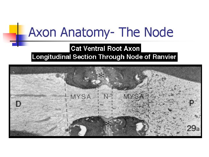 Axon Anatomy- The Node 