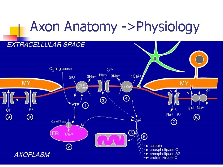 Axon Anatomy ->Physiology 