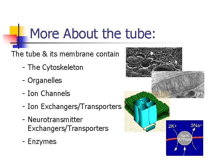 More About the tube: The tube & its membrane contain - The Cytoskeleton -