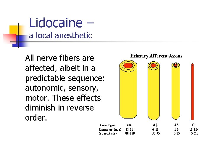 Lidocaine – a local anesthetic All nerve fibers are affected, albeit in a predictable