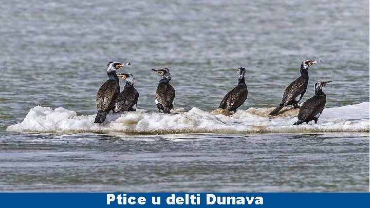 Ptice u delti Dunava 