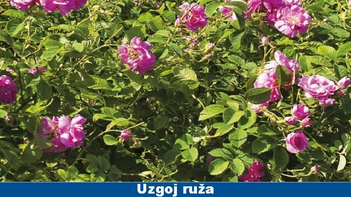 Uzgoj ruža 