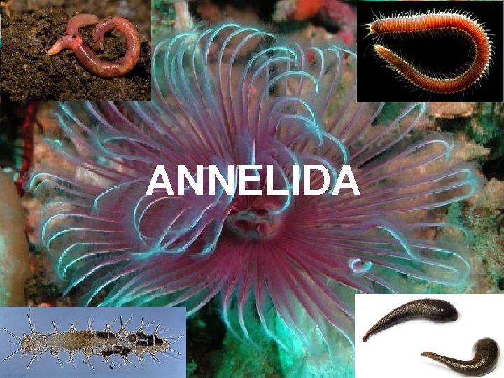 ANNELIDA 