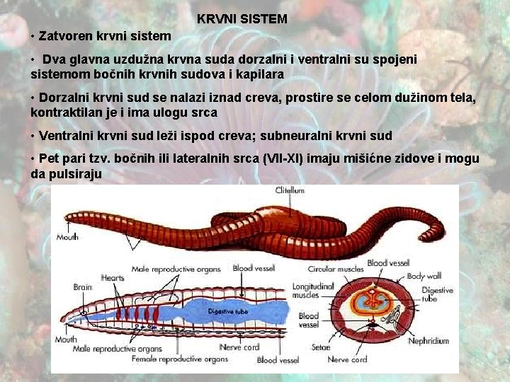 KRVNI SISTEM • Zatvoren krvni sistem • Dva glavna uzdužna krvna suda dorzalni i