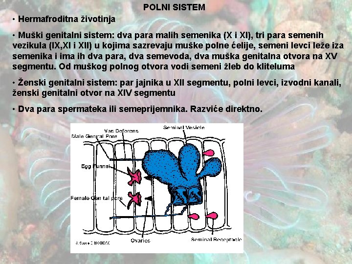 POLNI SISTEM • Hermafroditna životinja • Muški genitalni sistem: dva para malih semenika (X