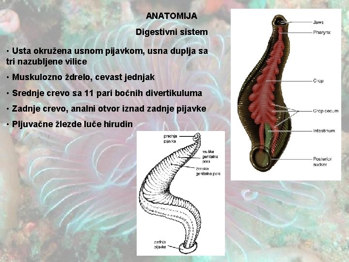 ANATOMIJA Digestivni sistem • Usta okružena usnom pijavkom, usna duplja sa tri nazubljene vilice