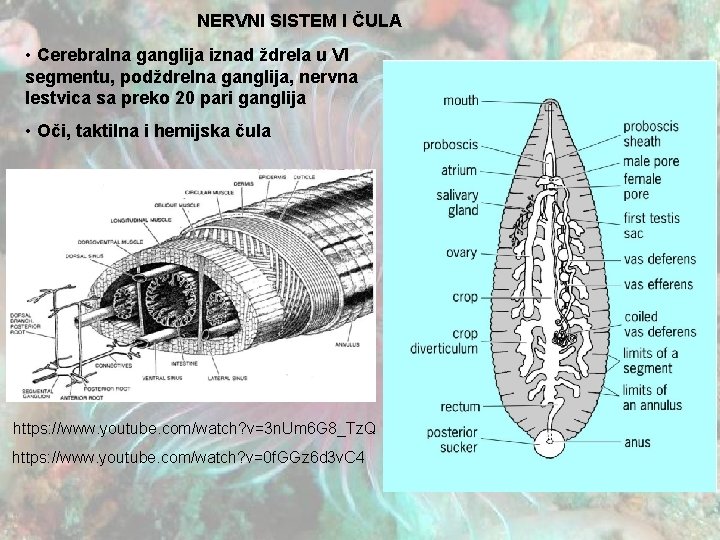 NERVNI SISTEM I ČULA • Cerebralna ganglija iznad ždrela u VI segmentu, podždrelna ganglija,