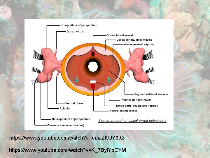 https: //www. youtube. com/watch? v=eui. JZKUY 0 t. Q https: //www. youtube. com/watch? v=K_7