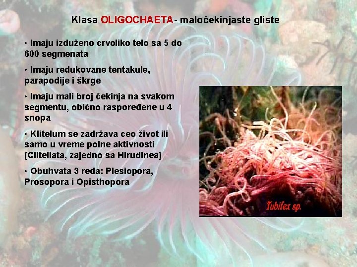 Klasa OLIGOCHAETA- maločekinjaste gliste • Imaju izduženo crvoliko telo sa 5 do 600 segmenata