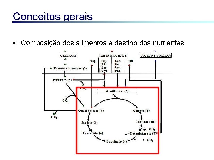 Conceitos gerais • Composição dos alimentos e destino dos nutrientes 