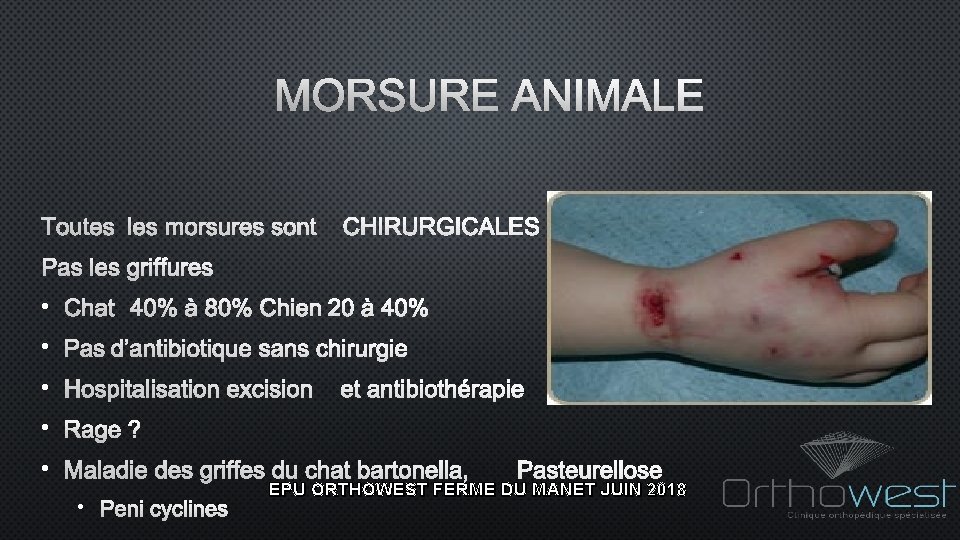 MORSURE ANIMALE TOUTES LES MORSURES SONT CHIRURGICALES PAS LES GRIFFURES • CHAT 40% À