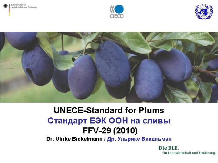 UNECE-Standard for Plums Стандарт ЕЭК ООН на сливы FFV-29 (2010) Dr. Ulrike Bickelmann /