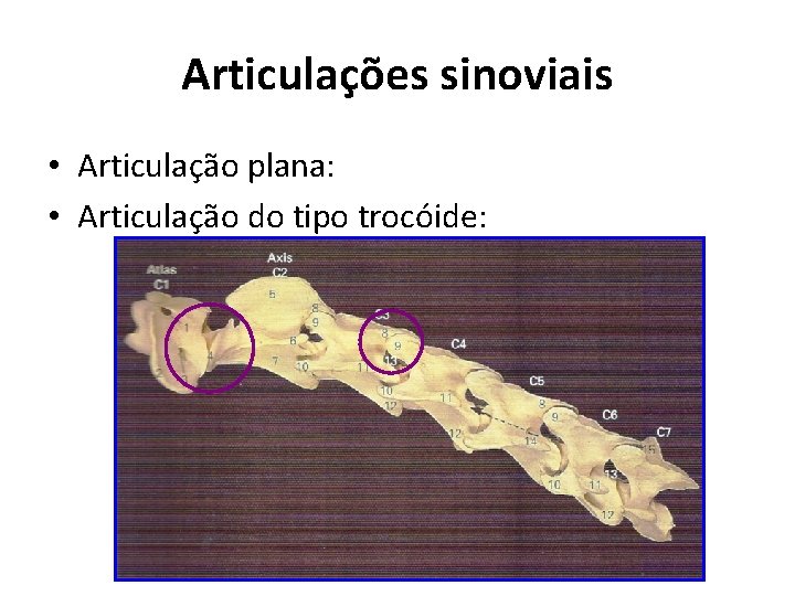 Articulações sinoviais • Articulação plana: • Articulação do tipo trocóide: 