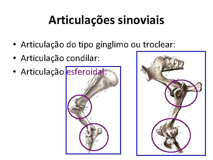 Articulações sinoviais • Articulação do tipo gínglimo ou troclear: • Articulação condilar: • Articulação