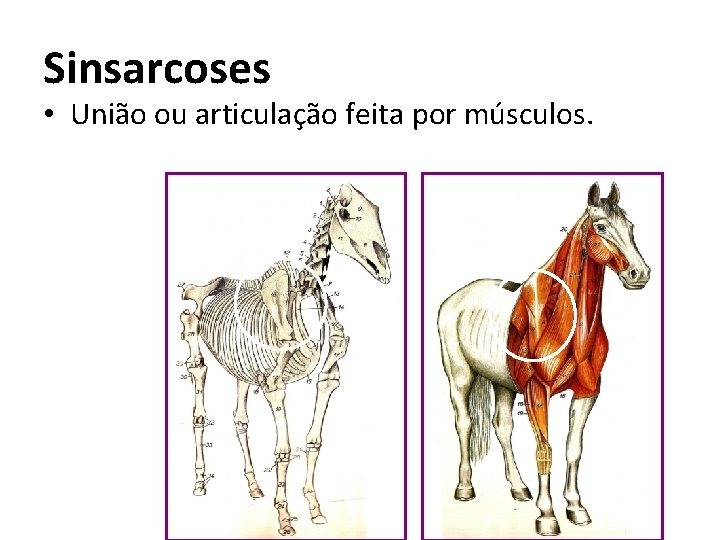 Sinsarcoses • União ou articulação feita por músculos. 