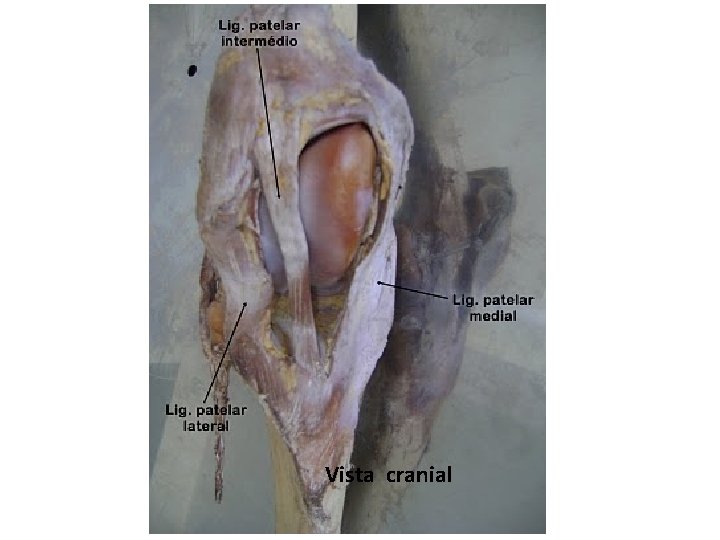 Vista cranial 