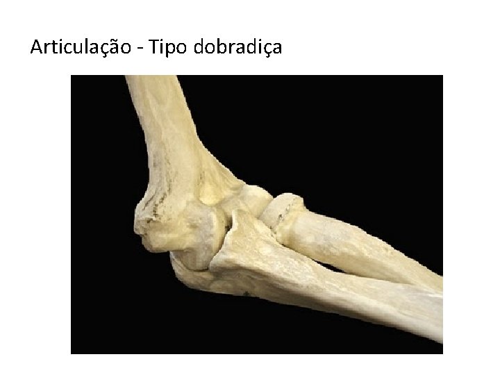 Articulação - Tipo dobradiça 