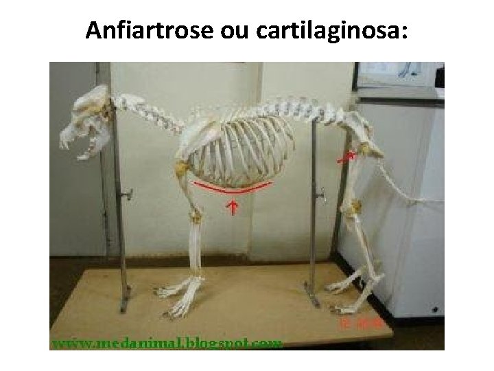 Anfiartrose ou cartilaginosa: 