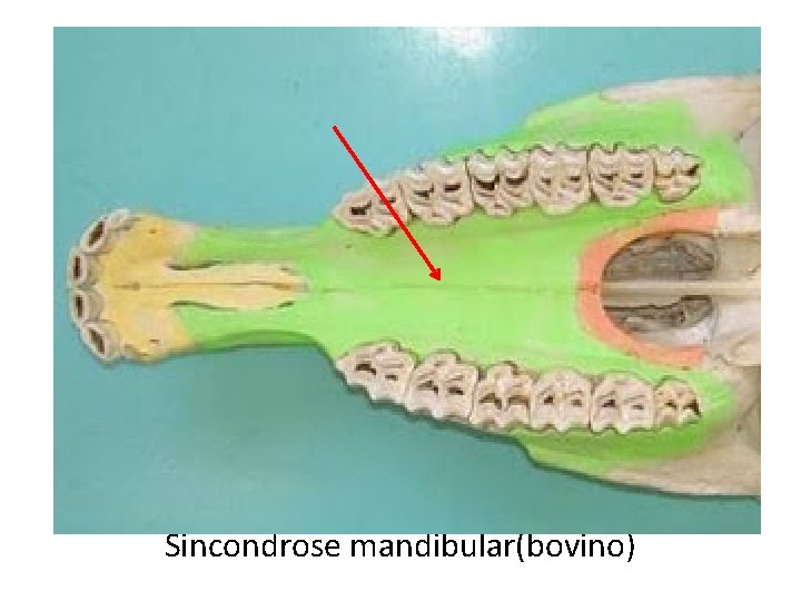 Sincondrose mandibular(bovino) 