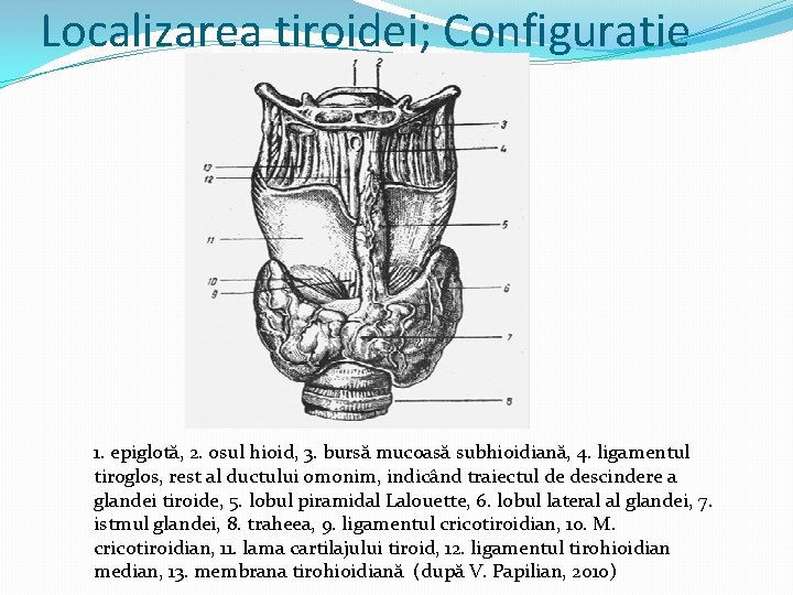 Localizarea tiroidei; Configuratie 1. epiglotă, 2. osul hioid, 3. bursă mucoasă subhioidiană, 4. ligamentul