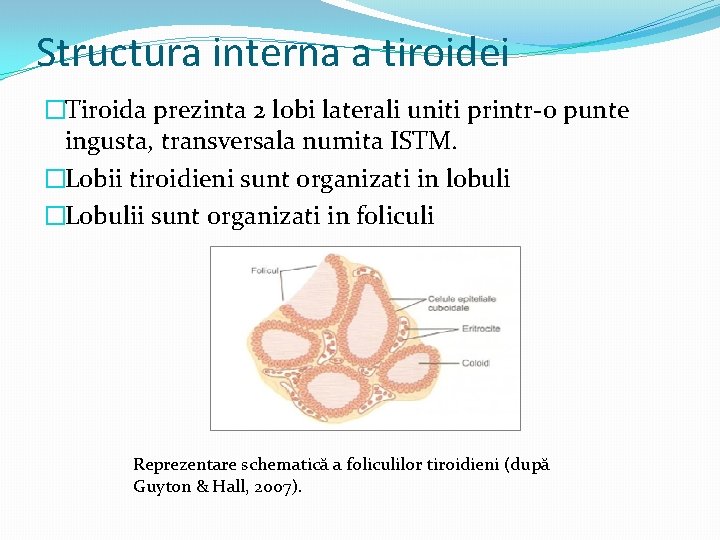 Structura interna a tiroidei �Tiroida prezinta 2 lobi laterali uniti printr-o punte ingusta, transversala