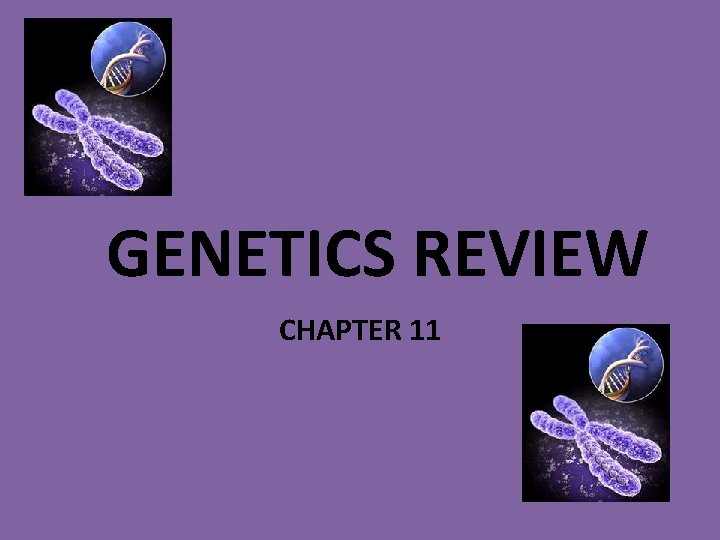 GENETICS REVIEW CHAPTER 11 Explain what the difference