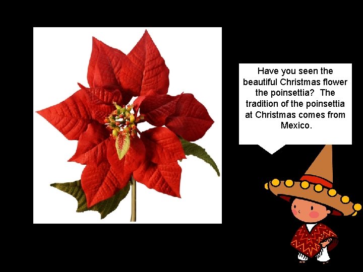 Have you seen the beautiful Christmas flower the poinsettia? The tradition of the poinsettia