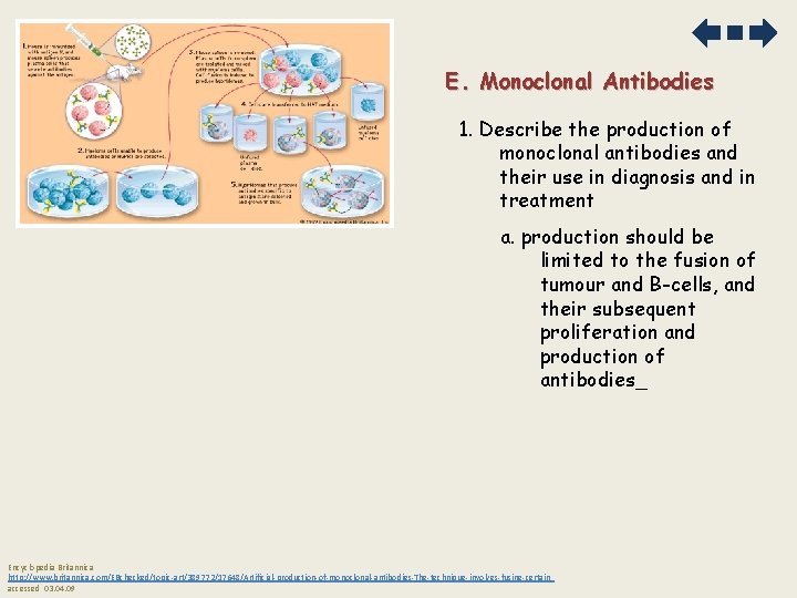 E. Monoclonal Antibodies 1. Describe the production of monoclonal antibodies and their use in