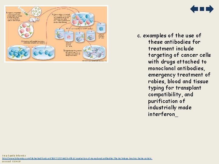 c. examples of the use of these antibodies for treatment include targeting of cancer