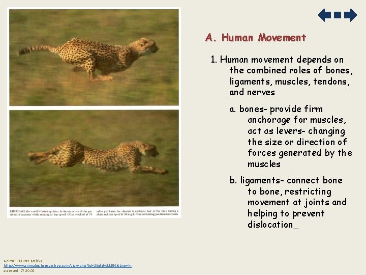 A. Human Movement 1. Human movement depends on the combined roles of bones, ligaments,