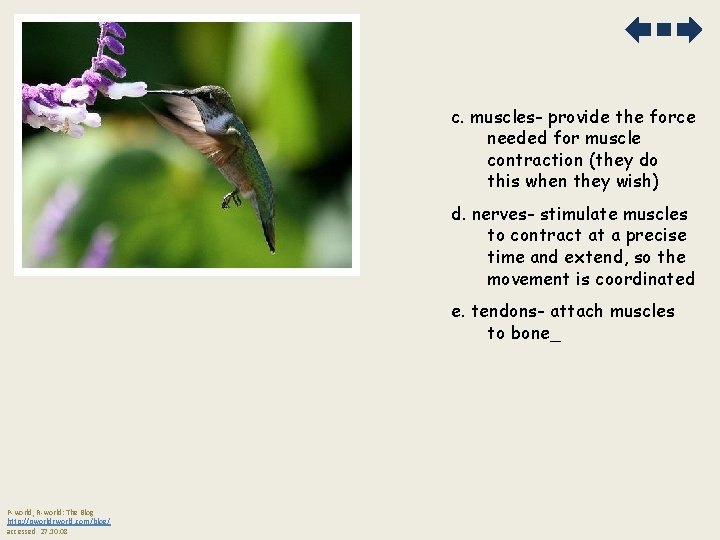 c. muscles- provide the force needed for muscle contraction (they do this when they