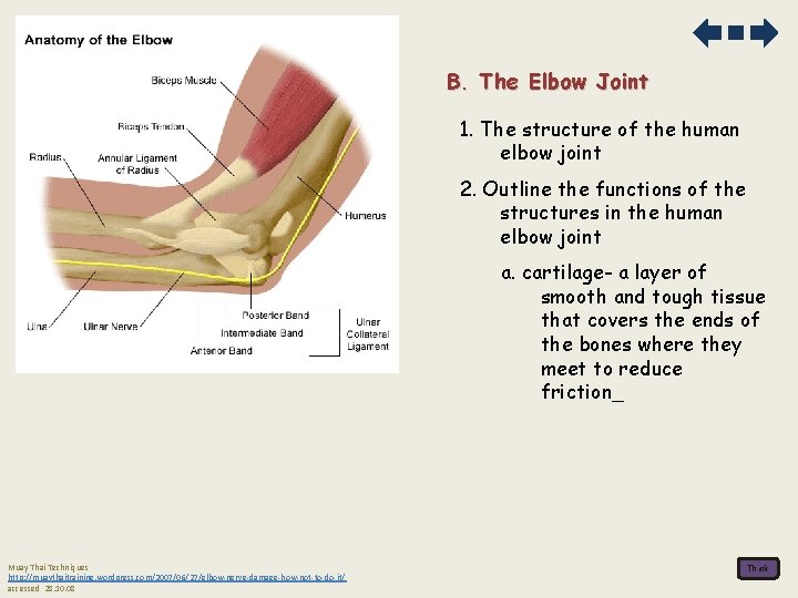 B. The Elbow Joint 1. The structure of the human elbow joint 2. Outline