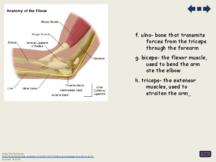 f. ulna- bone that transmits forces from the triceps through the forearm g. biceps-