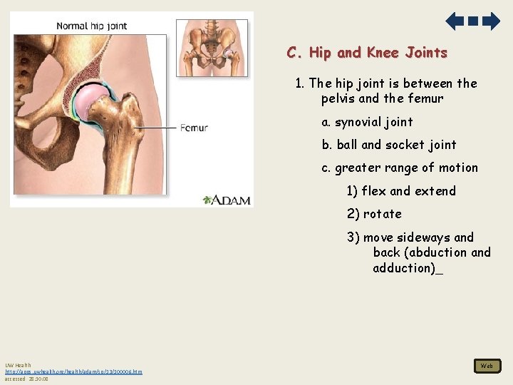 C. Hip and Knee Joints 1. The hip joint is between the pelvis and