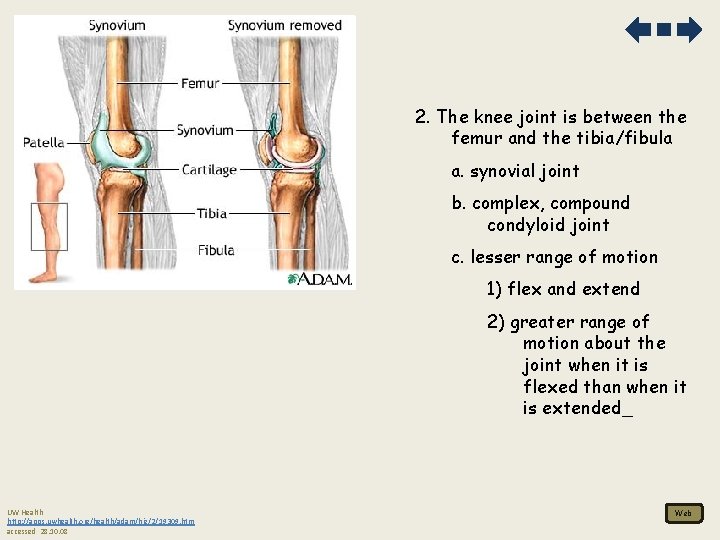 2. The knee joint is between the femur and the tibia/fibula a. synovial joint