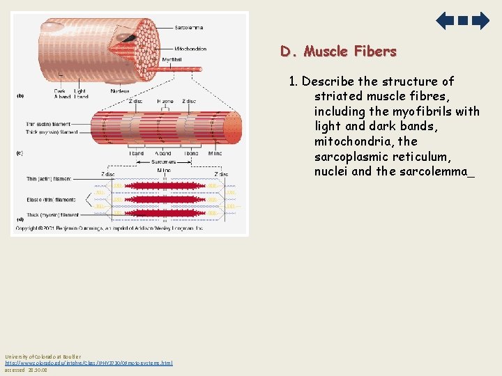 D. Muscle Fibers 1. Describe the structure of striated muscle fibres, including the myofibrils