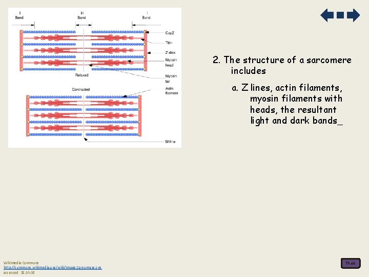 2. The structure of a sarcomere includes a. Z lines, actin filaments, myosin filaments