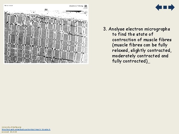 3. Analyse electron micrographs to find the state of contraction of muscle fibres (muscle