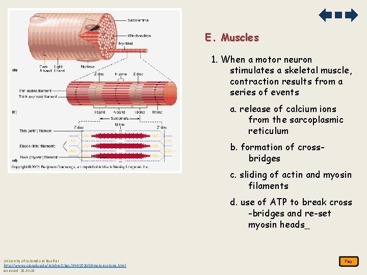 E. Muscles 1. When a motor neuron stimulates a skeletal muscle, contraction results from